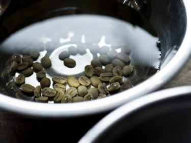 コーヒーの生豆は発芽するのか？通販で買った焙煎用の生豆を蒔いてみる。